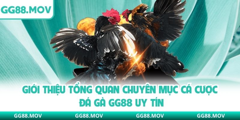 Giới thiệu tổng quan chuyên mục cá cược đá gà GG88 uy tín