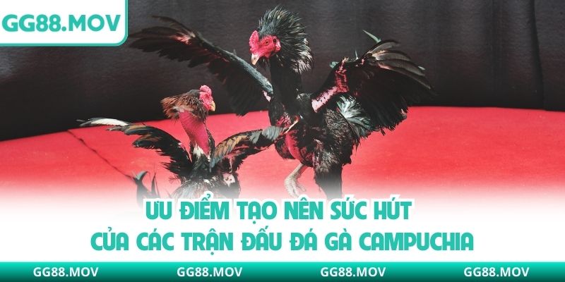Ưu điểm tạo nên sức hút của các trận đấu đá gà Campuchia